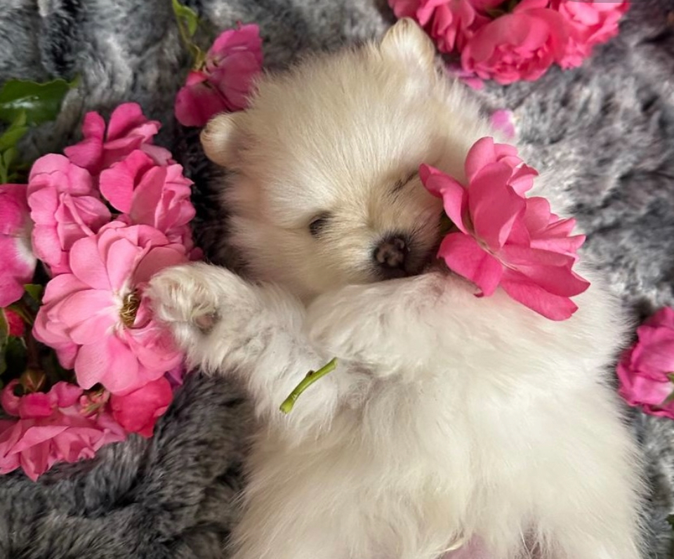 A cream Pomeranian puppy nestled among pink flowers