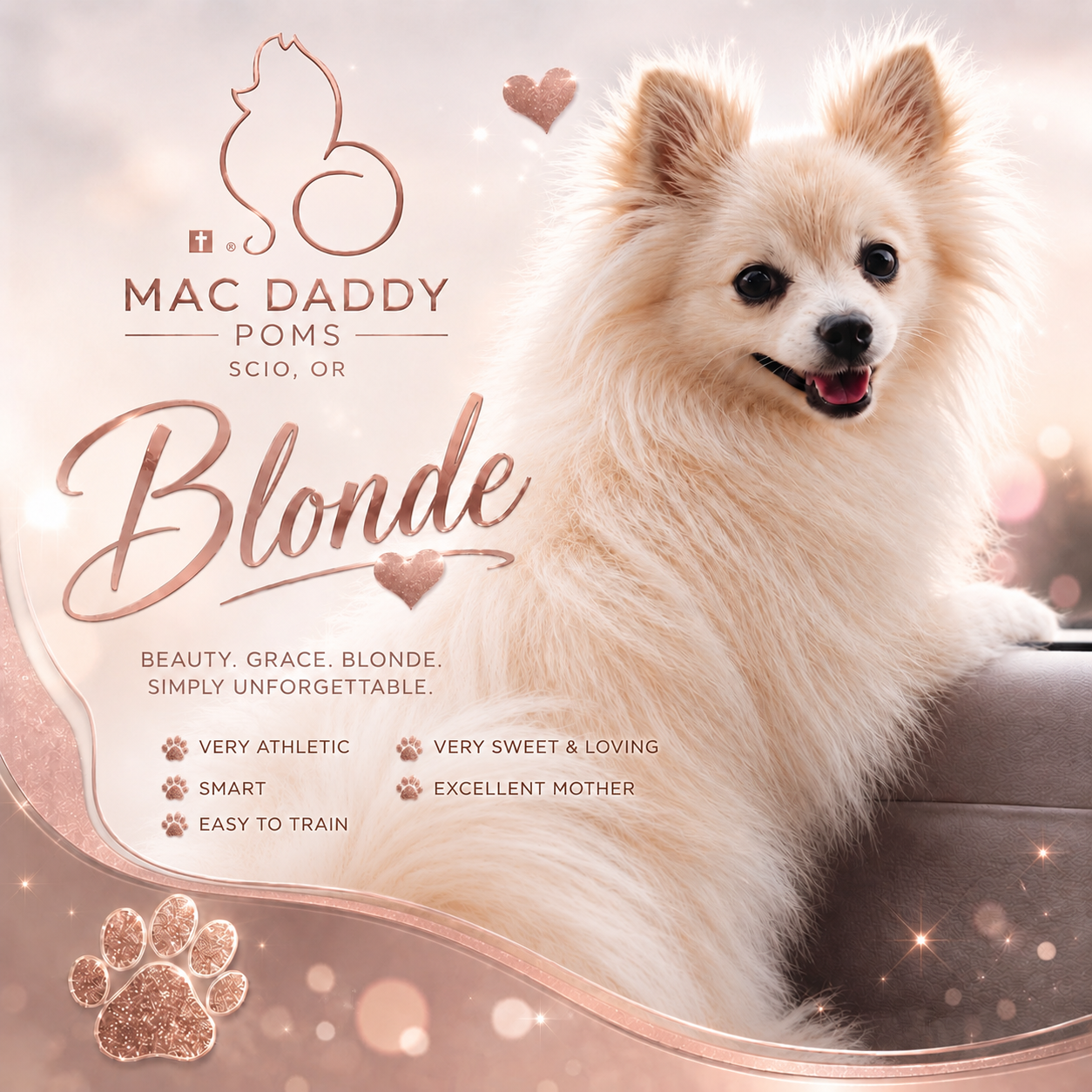 Blonde, a Blonde Pomeranian