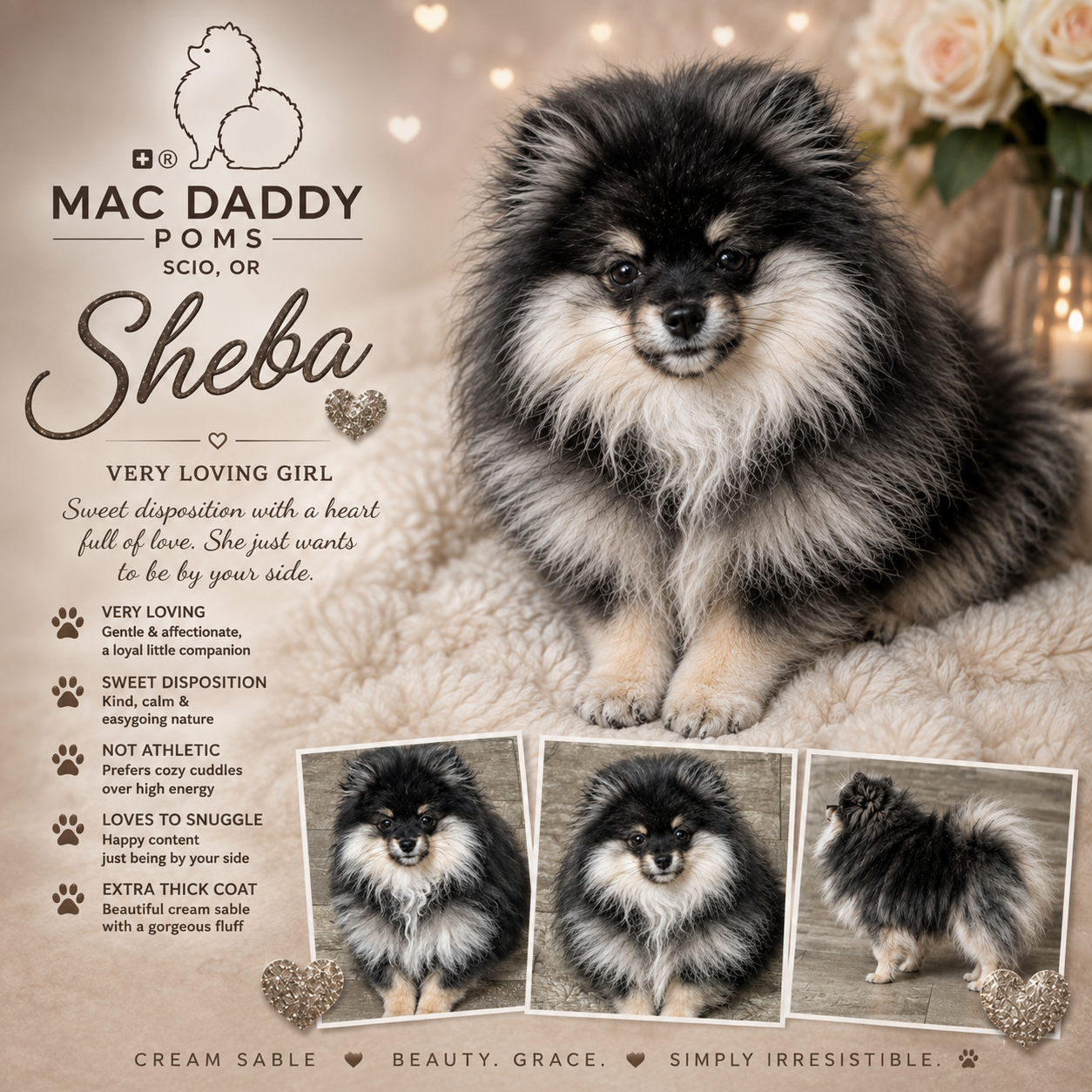 Sheba, a Cream Sable Pomeranian