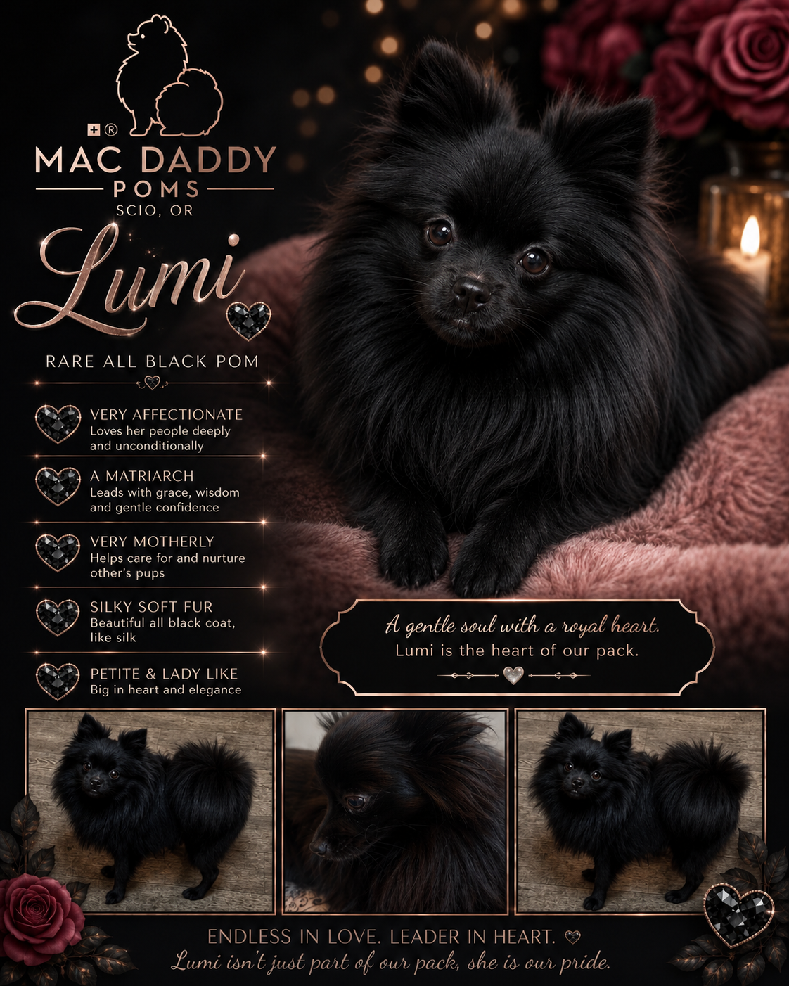 Lumi, a Black Pomeranian