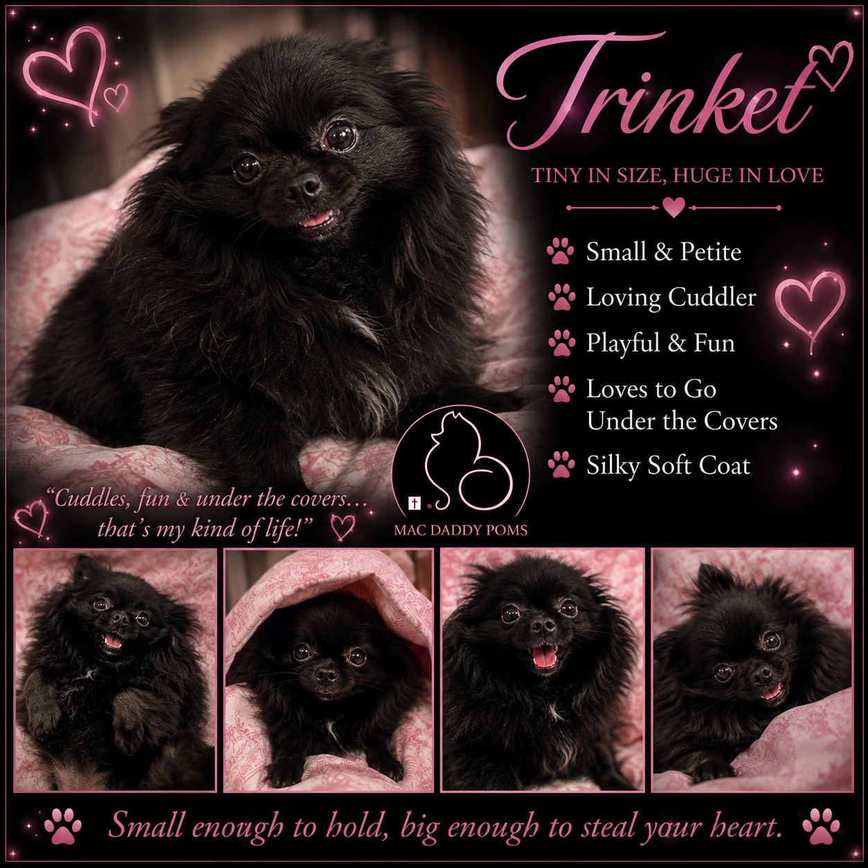 Trinket, a Black Pomeranian