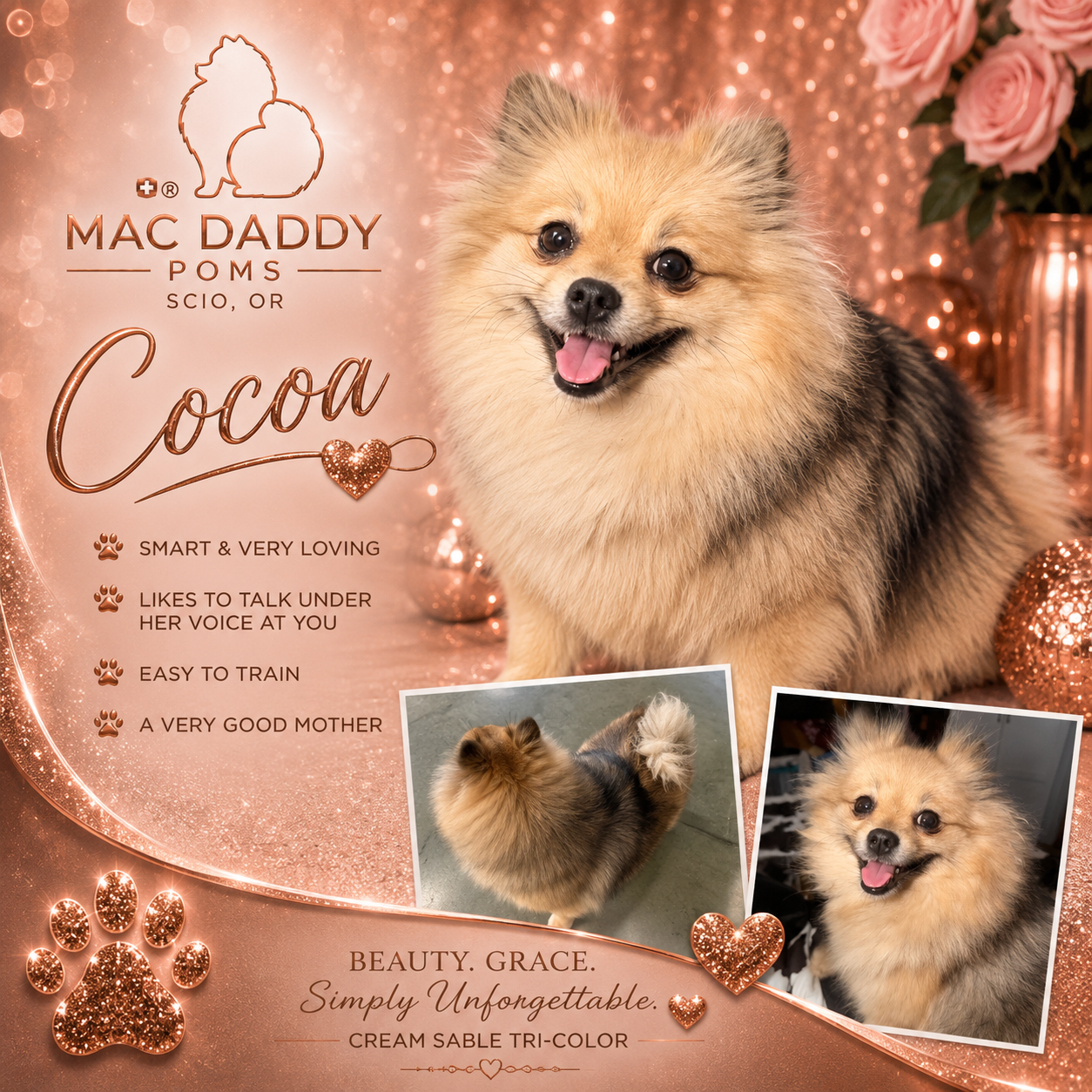 Cocoa, a Cream Sable Tri-Color Pomeranian